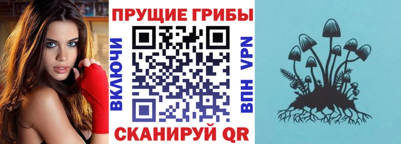 Галлюциногенные грибы Psilocybe  купить наркотики сайты  Костерёво 